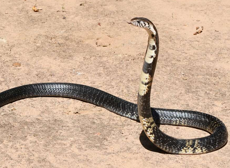 L’ophiophiobie ou peur des serpents